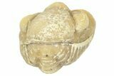 Enrolled Paciphacops Trilobite - Black Cat Mountain, Oklahoma #362999-1